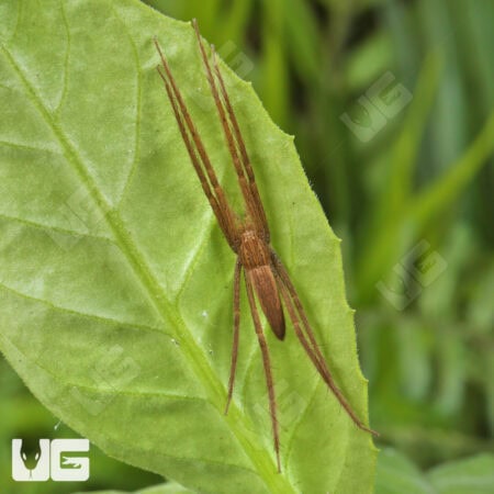 Slender Nursery Web Spiders for sale - Underground Reptiles