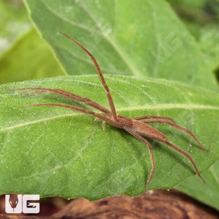 Slender Nursery Web Spiders for sale - Underground Reptiles