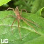 Slender Nursery Web Spiders for sale - Underground Reptiles