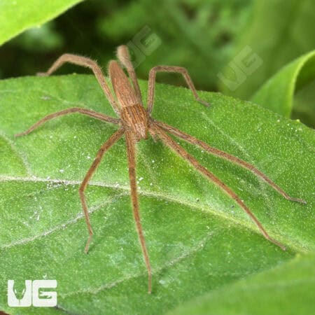 Slender Nursery Web Spiders for sale - Underground Reptiles