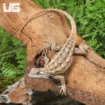 Texas Spiny Lizards (Sceloporus olivaceus) For Sale - Underground Reptiles