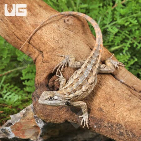 Texas Spiny Lizards (Sceloporus olivaceus) For Sale - Underground Reptiles