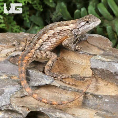Texas Spiny Lizards (Sceloporus olivaceus) For Sale - Underground Reptiles