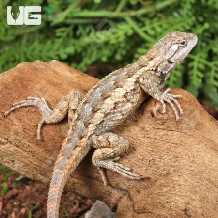 Texas Spiny Lizards (Sceloporus olivaceus) For Sale - Underground Reptiles