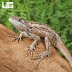 Texas Spiny Lizards (Sceloporus olivaceus) For Sale - Underground Reptiles