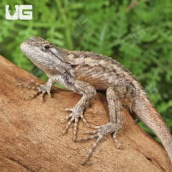 Texas Spiny Lizards (Sceloporus olivaceus) For Sale - Underground Reptiles