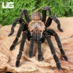 Thai Tiger Tarantulas For Sale - Underground Reptiles