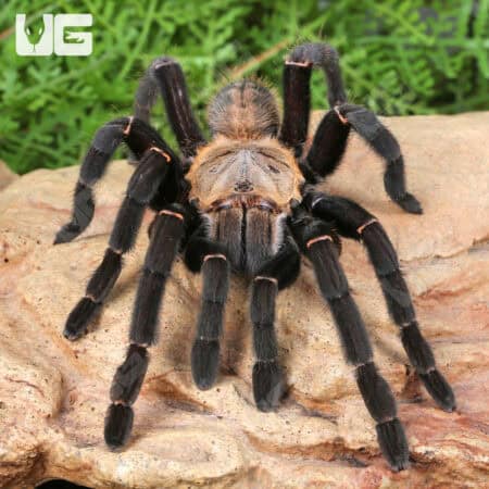 Thai Tiger Tarantulas For Sale - Underground Reptiles