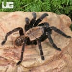Thai Tiger Tarantulas For Sale - Underground Reptiles