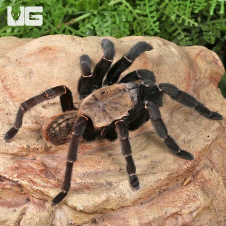 Thai Tiger Tarantulas For Sale - Underground Reptiles