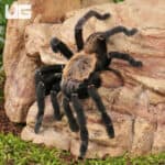 Thai Tiger Tarantulas For Sale - Underground Reptiles