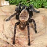 Thai Tiger Tarantulas For Sale - Underground Reptiles
