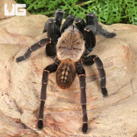Thai Tiger Tarantulas For Sale - Underground Reptiles