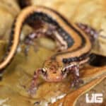 Three Line Salamanders For Sale - Underground Reptiles