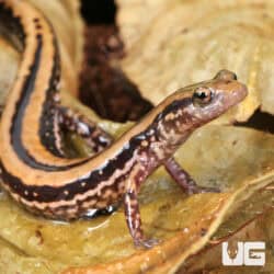 Three Line Salamanders For Sale - Underground Reptiles