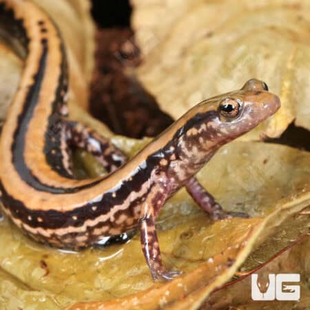 Three Line Salamanders For Sale - Underground Reptiles