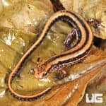 Three Line Salamanders For Sale - Underground Reptiles