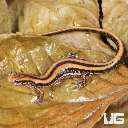 Three Line Salamanders For Sale - Underground Reptiles