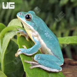 Vietnamese Blue Tree Frog (Rhacophorus dennysi)  For Sale - Underground Reptiles