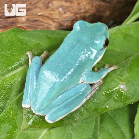 Vietnamese Blue Tree Frog (Rhacophorus dennysi)  For Sale - Underground Reptiles