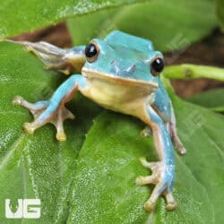 Vietnamese Blue Tree Frog (Rhacophorus dennysi)  For Sale - Underground Reptiles