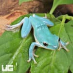 Vietnamese Blue Tree Frog (Rhacophorus dennysi)  For Sale - Underground Reptiles