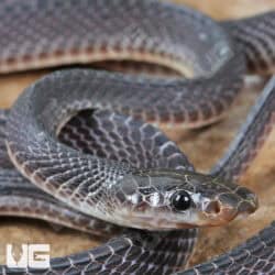 Western Forest File Snake For Sale - Underground Reptiles