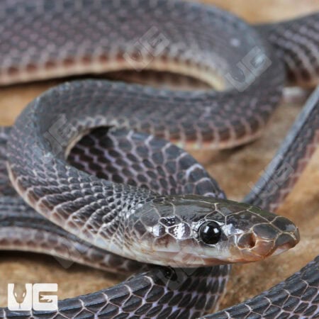 Western Forest File Snake For Sale - Underground Reptiles