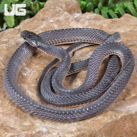 Western Forest File Snake For Sale - Underground Reptiles