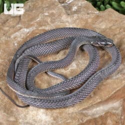 Western Forest File Snake For Sale - Underground Reptiles