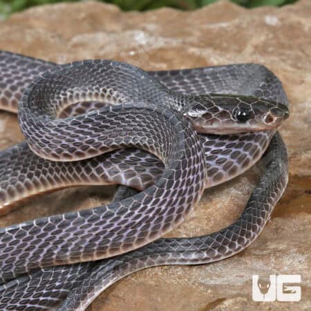 Western Forest File Snake For Sale - Underground Reptiles
