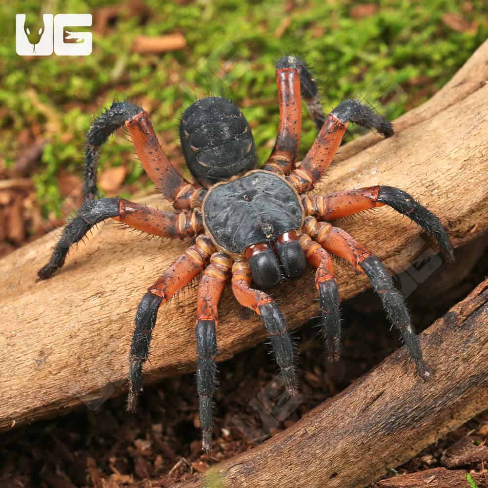 Yang's Armored Trapdoor Spiders (Liphistitus yangae) For Sale