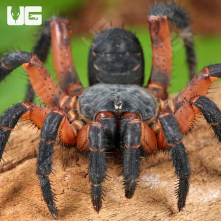 Yang's Armored Trapdoor Spiders (Liphistitus yangae) For Sale - Underground Reptiles