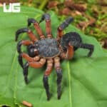 Yang's Armored Trapdoor Spiders (Liphistitus yangae) For Sale - Underground Reptiles