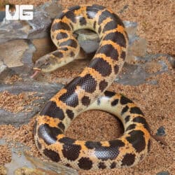 Saharan Sand Boas (Eryx colubrinus) For Sale - Underground Reptiles
