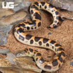 Saharan Sand Boas (Eryx colubrinus) For Sale - Underground Reptiles
