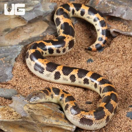 Saharan Sand Boas (Eryx colubrinus) For Sale - Underground Reptiles