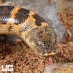 Saharan Sand Boas (Eryx colubrinus) For Sale - Underground Reptiles