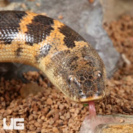 Saharan Sand Boas (Eryx colubrinus) For Sale - Underground Reptiles