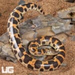 Saharan Sand Boas (Eryx colubrinus) For Sale - Underground Reptiles
