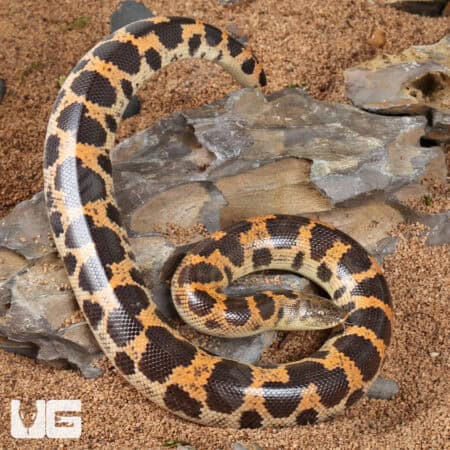 Saharan Sand Boas (Eryx colubrinus) For Sale - Underground Reptiles