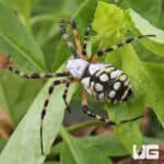 Yellow Orb Weaver (Argiope aurantia) For Sale - Underground Reptiles