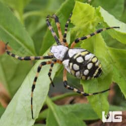 Yellow Orb Weaver (Argiope aurantia) For Sale - Underground Reptiles
