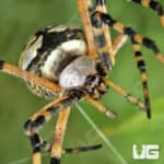 Yellow Orb Weaver (Argiope aurantia) For Sale - Underground Reptiles