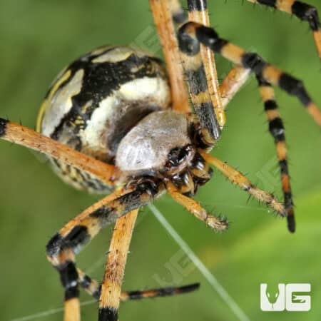 Yellow Orb Weaver (Argiope aurantia) For Sale - Underground Reptiles
