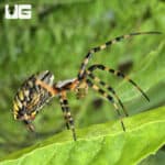 Yellow Orb Weaver (Argiope aurantia) For Sale - Underground Reptiles
