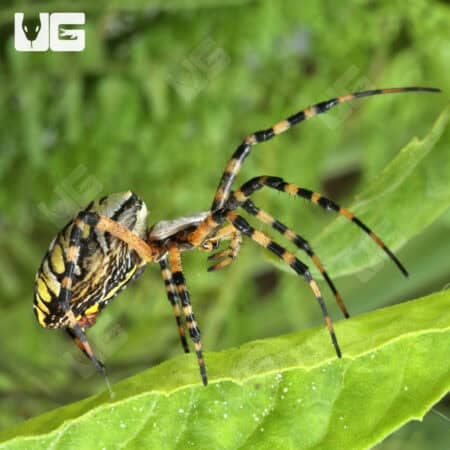 Yellow Orb Weaver (Argiope aurantia) For Sale - Underground Reptiles