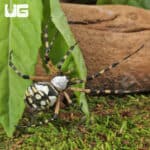 Yellow Orb Weaver (Argiope aurantia) For Sale - Underground Reptiles