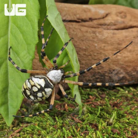 Yellow Orb Weaver (Argiope aurantia) For Sale - Underground Reptiles