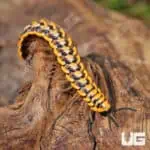 Yellow Dragon Millipede (Desmoxytes planata) For Sale - Underground Reptiles